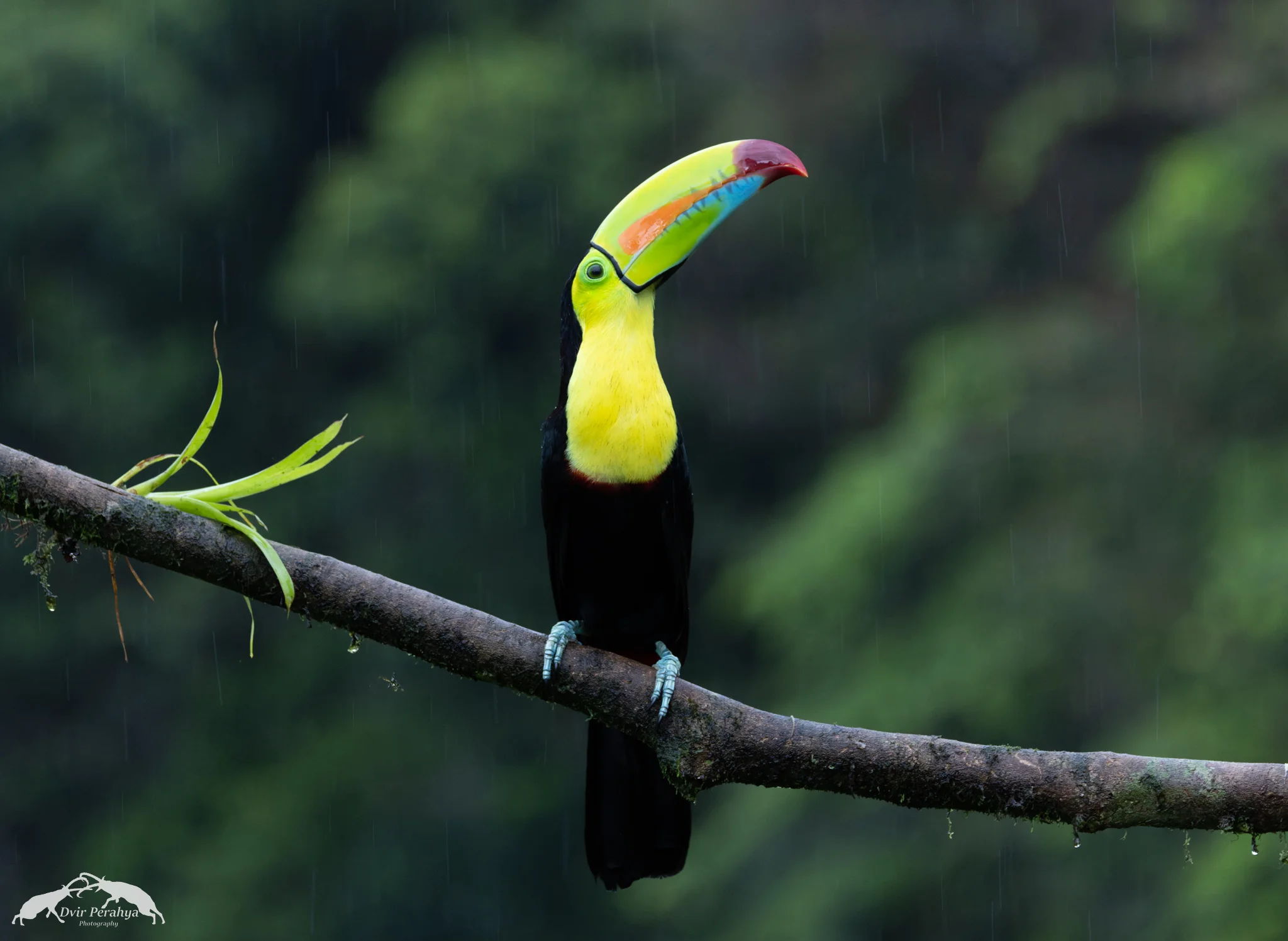 Keel-billed toucan, Boca Tapada